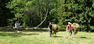 Heinategu Viidumäe puisniidul